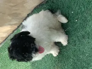 1-3 months Female Purebred Poodle