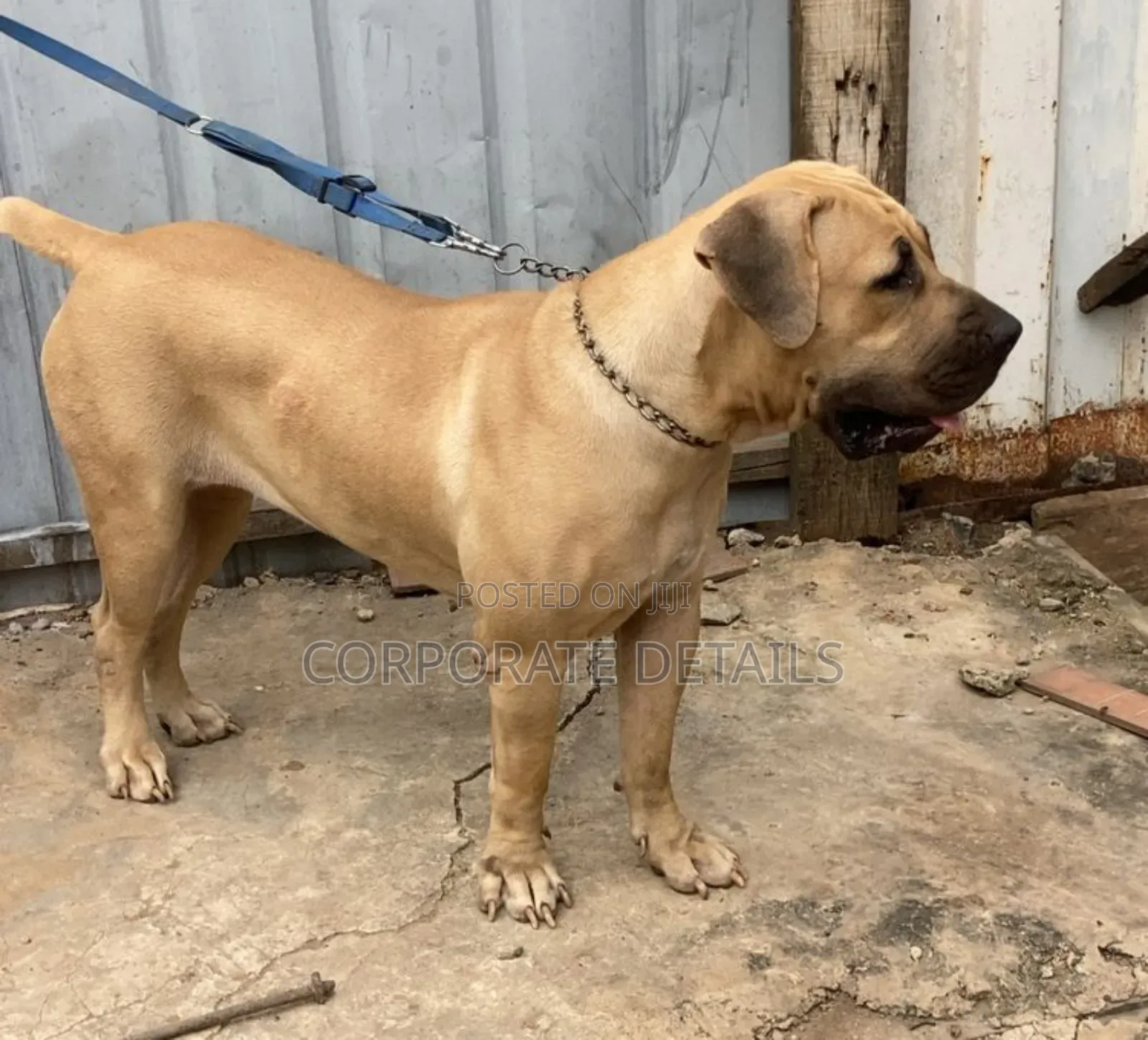 6-12 months Female Purebred Boerboel