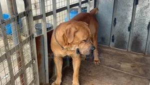 3-6 months Female Purebred Boerboel