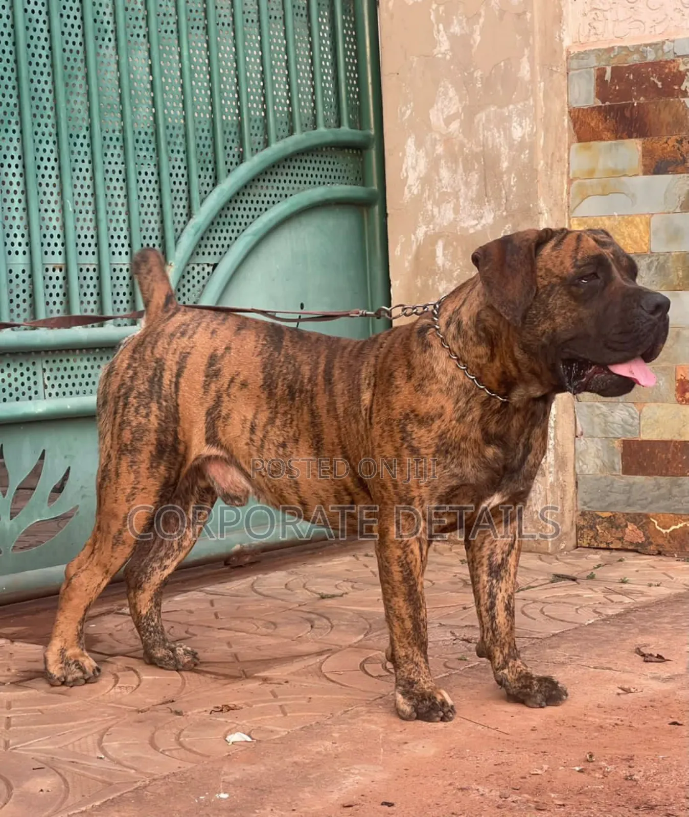 1-3 months Male Purebred Boerboel