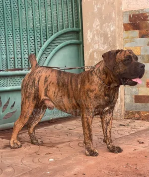 1-3 months Male Purebred Boerboel