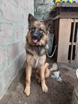 1+ year Female Purebred German Shepherd