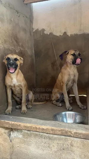 1-3 months Male Purebred Boerboel