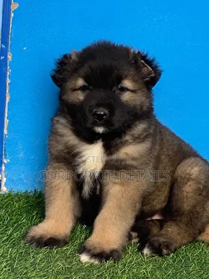 1-3 months Female Purebred Caucasian Shepherd
