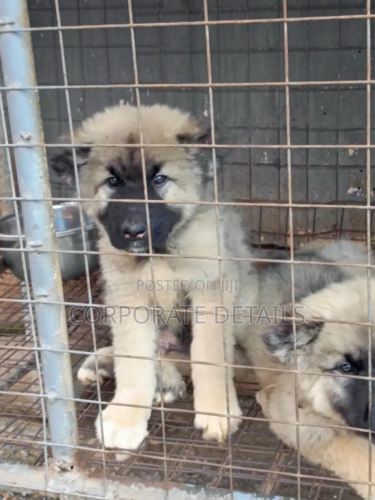 1-3 months Female Purebred Caucasian Shepherd