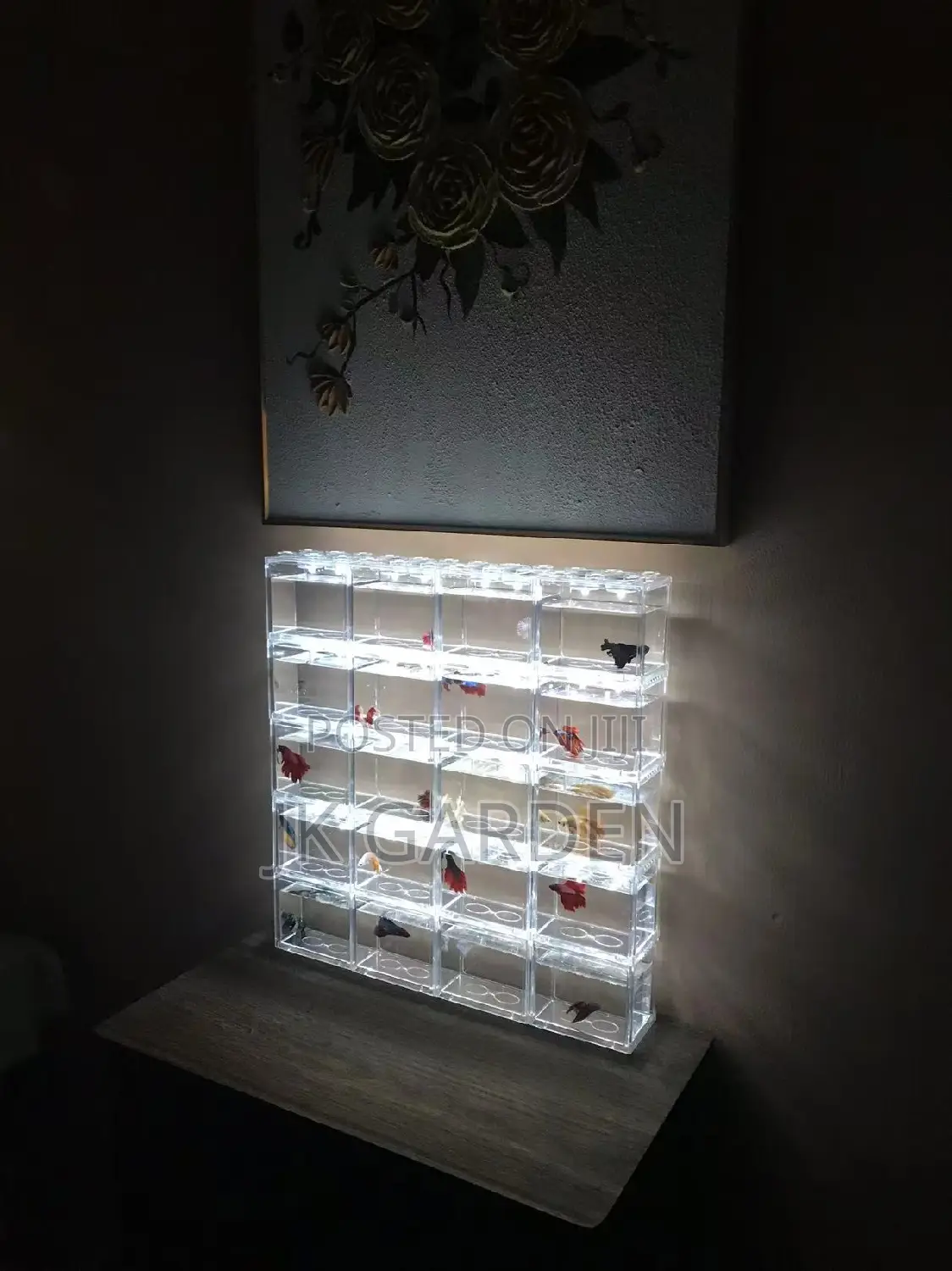 Different Betta Fish