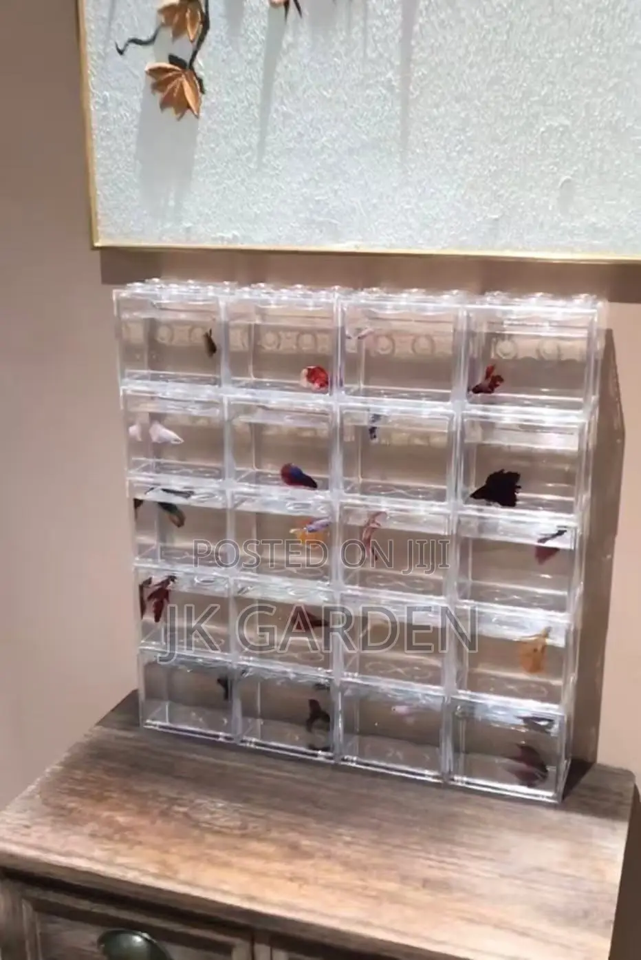 Different Betta Fish