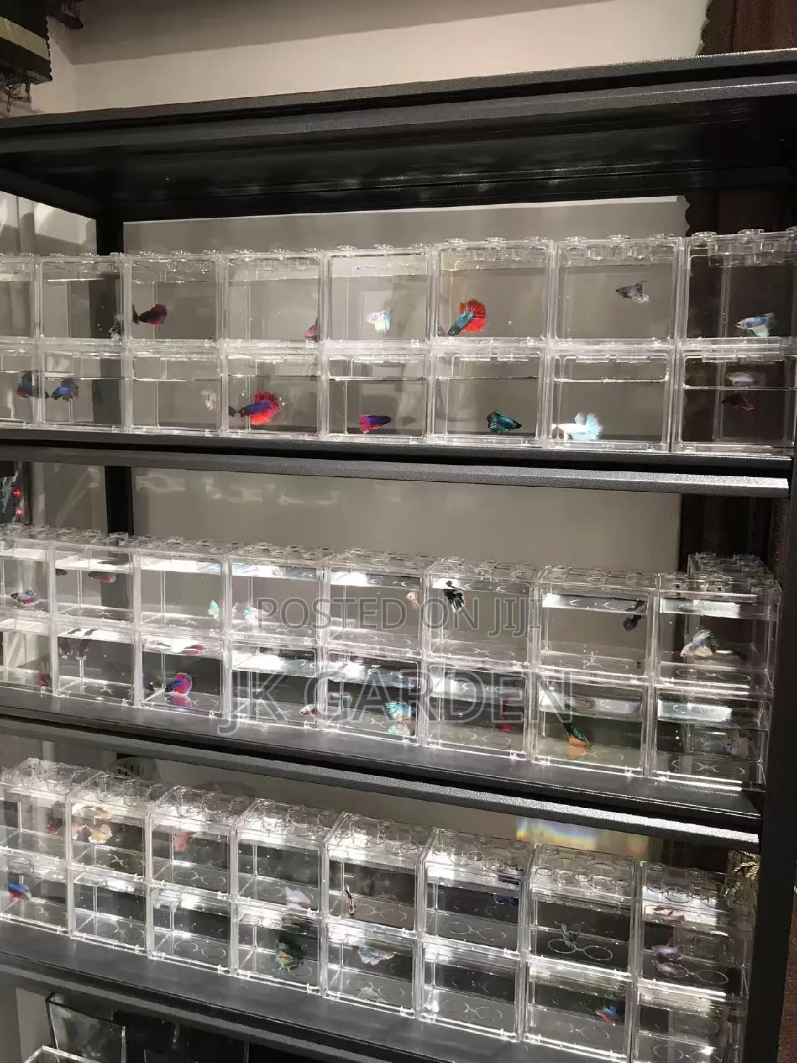 Different Betta Fish