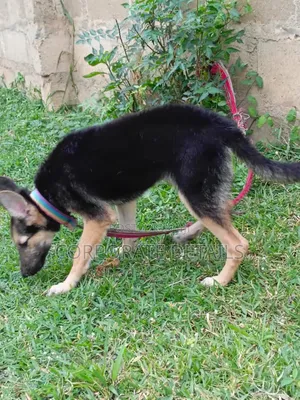 6-12 months Female Purebred German Shepherd
