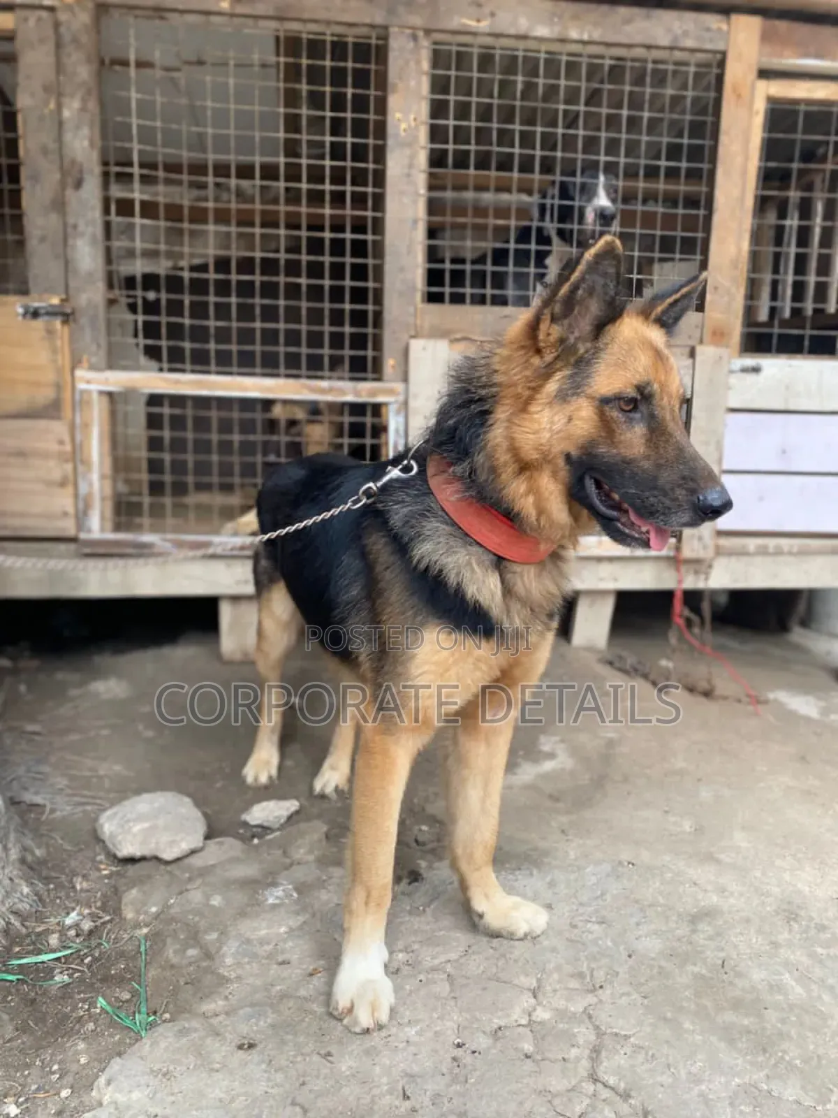 6-12 months Female Purebred German Shepherd