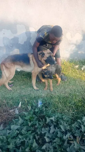 6-12 months Female Purebred German Shepherd
