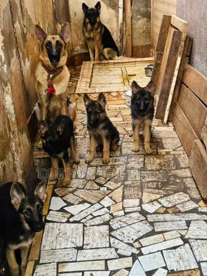 6-12 months Female Purebred German Shepherd