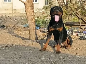 6-12 months Female Purebred Rottweiler