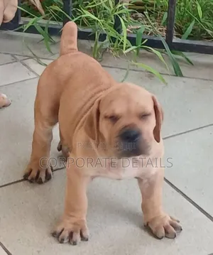 3-6 months Male Purebred Boerboel