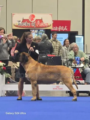 3-6 months Male Purebred Boerboel