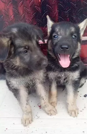 1-3 months Male Purebred German Shepherd