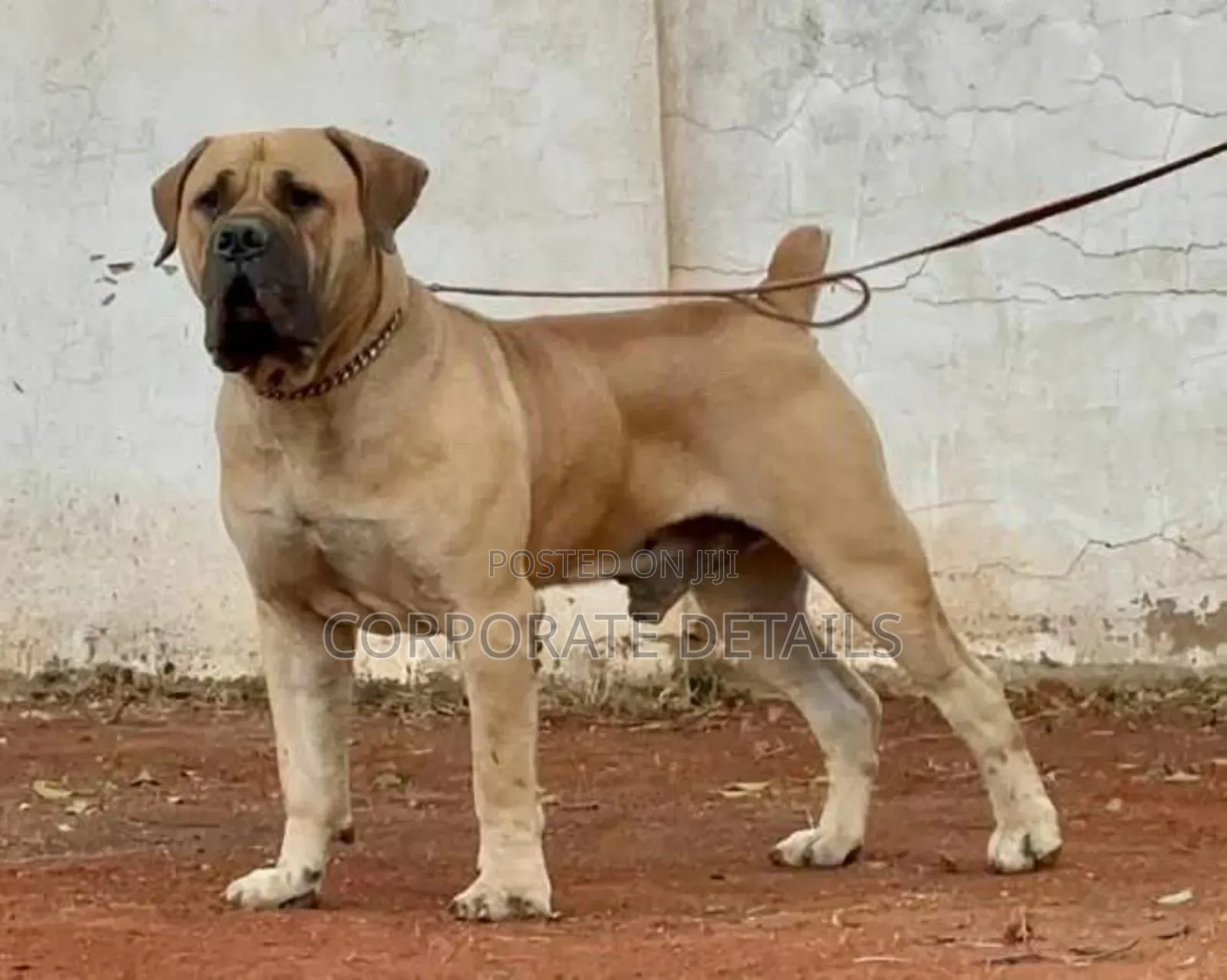 3-6 months Female Purebred Boerboel