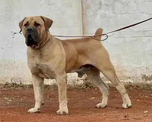 3-6 months Female Purebred Boerboel
