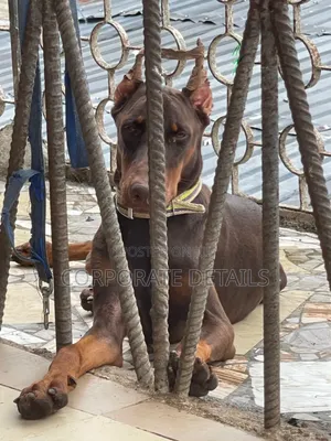 1-3 months Female Purebred Doberman Pinscher