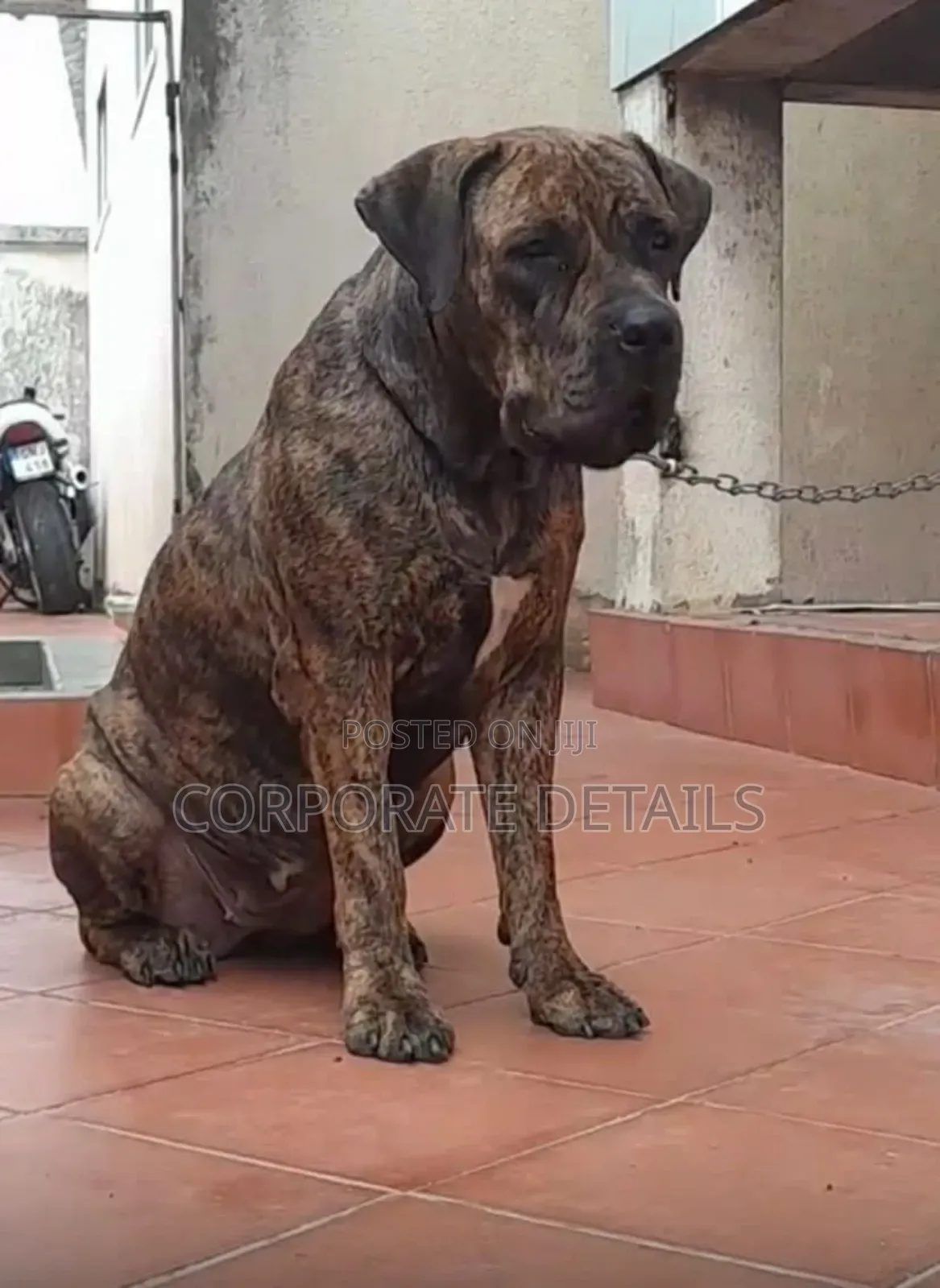 1+ year Male Purebred Boerboel
