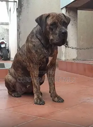 1+ year Male Purebred Boerboel