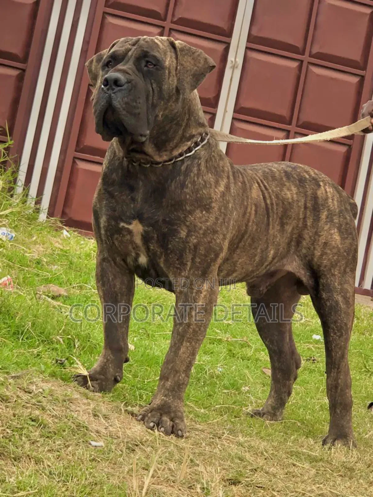 1+ year Male Purebred Boerboel