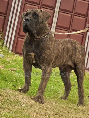1+ year Male Purebred Boerboel