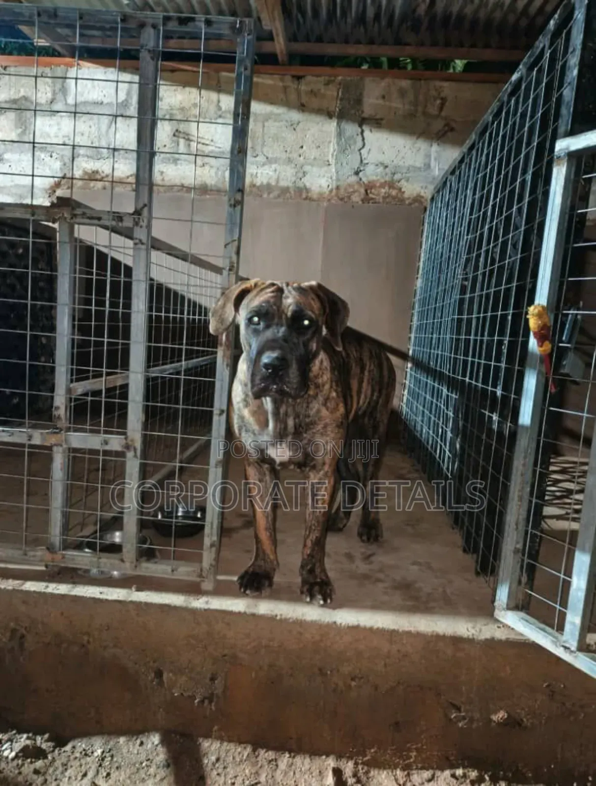 6-12 months Male Purebred Boerboel