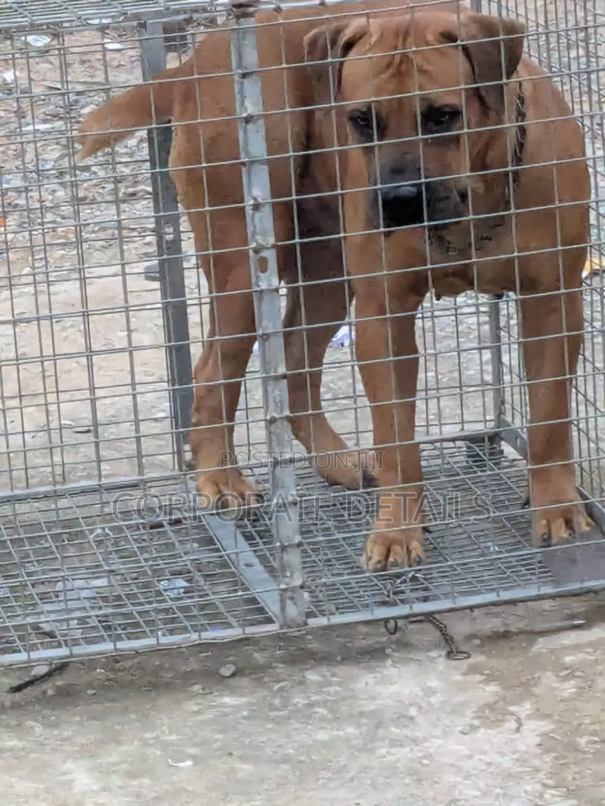 6-12 months Male Purebred Boerboel