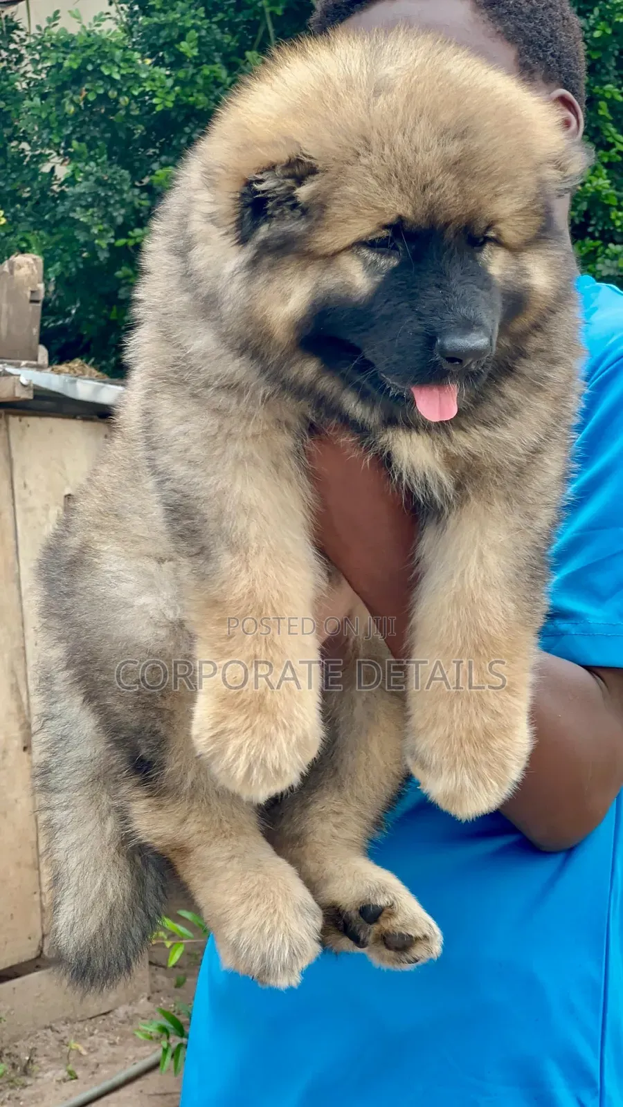 3-6 months Male Purebred Caucasian Shepherd