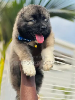 3-6 months Male Purebred Caucasian Shepherd