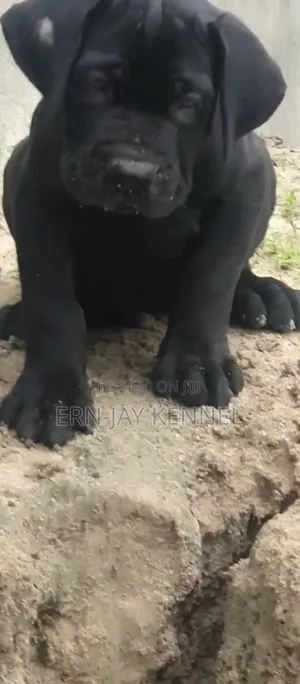 1-3 months Female Purebred Boerboel