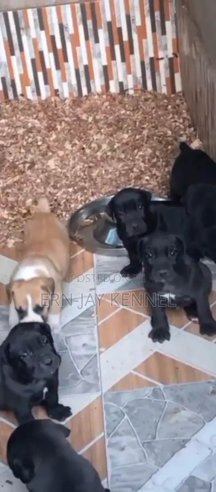 1-3 months Female Purebred Boerboel