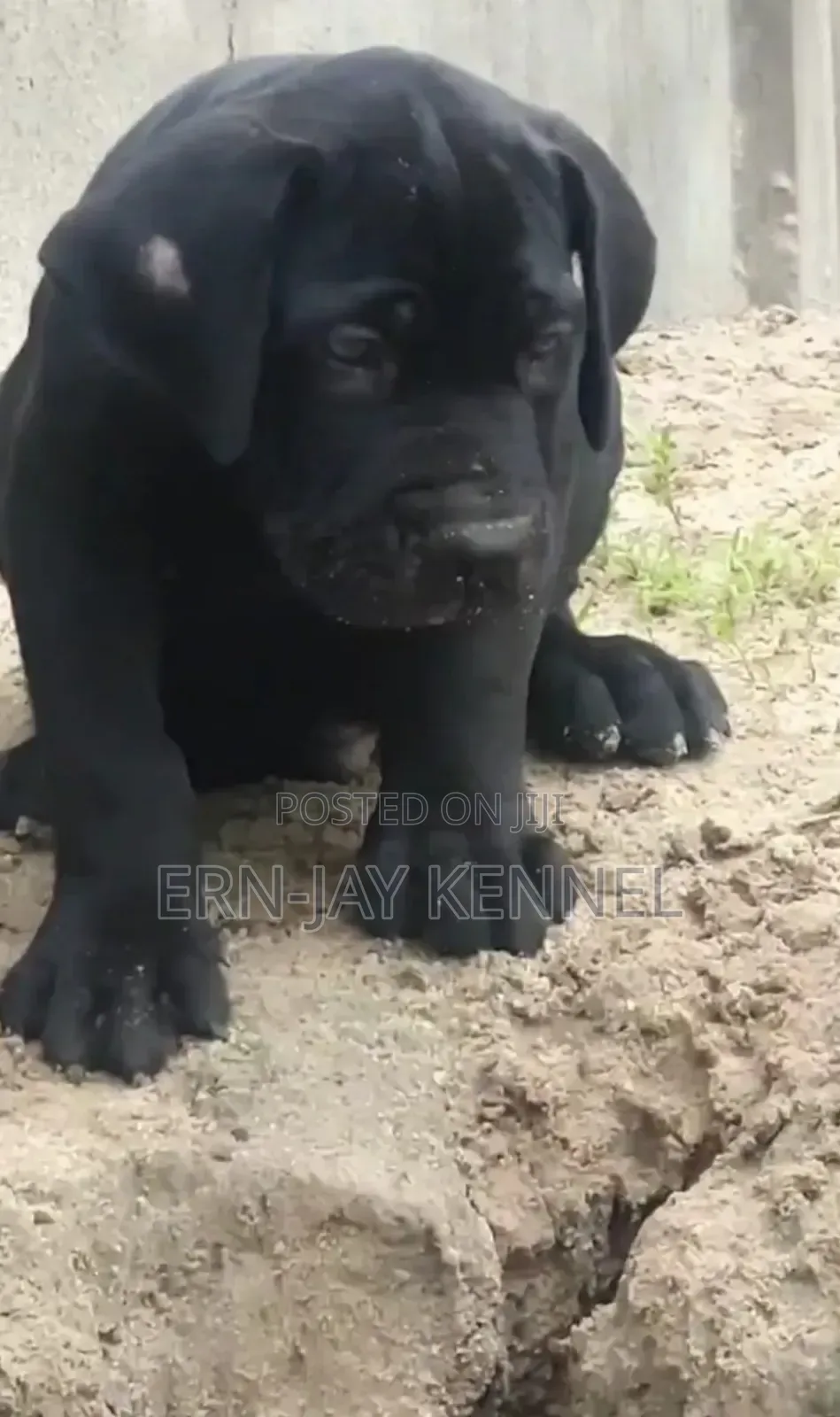 1-3 months Female Purebred Boerboel