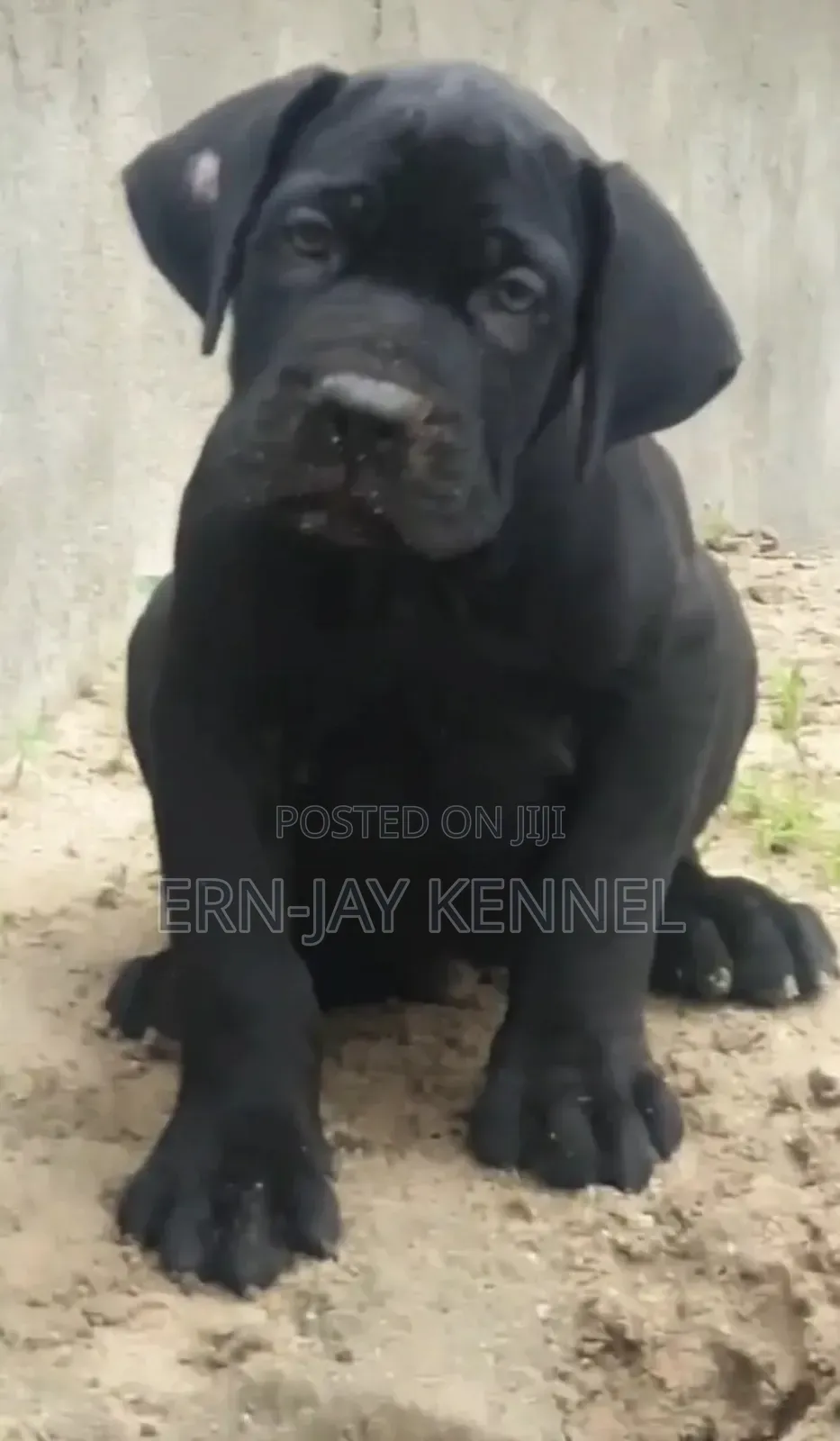 1-3 months Female Purebred Boerboel