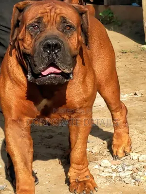 1+ year Male Purebred Boerboel