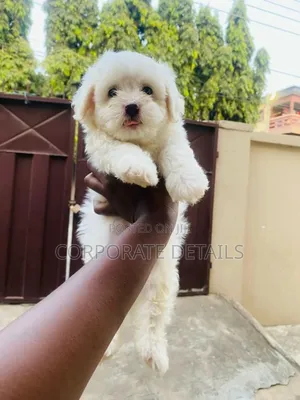 1-3 months Female Purebred Maltipoo