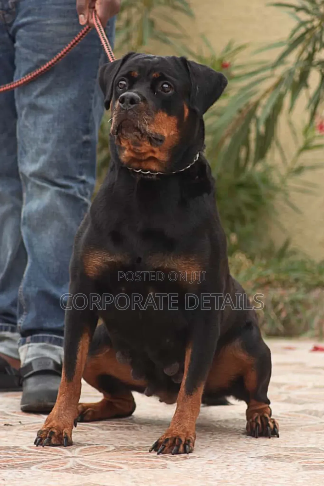 1+ year Male Purebred Rottweiler