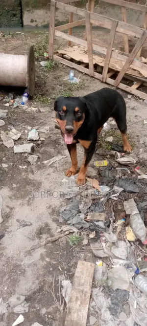 1+ year Male Purebred Rottweiler