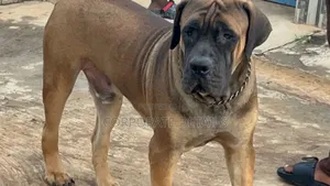 1+ year Male Purebred Boerboel