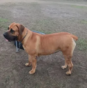 1-3 months Male Purebred Boerboel