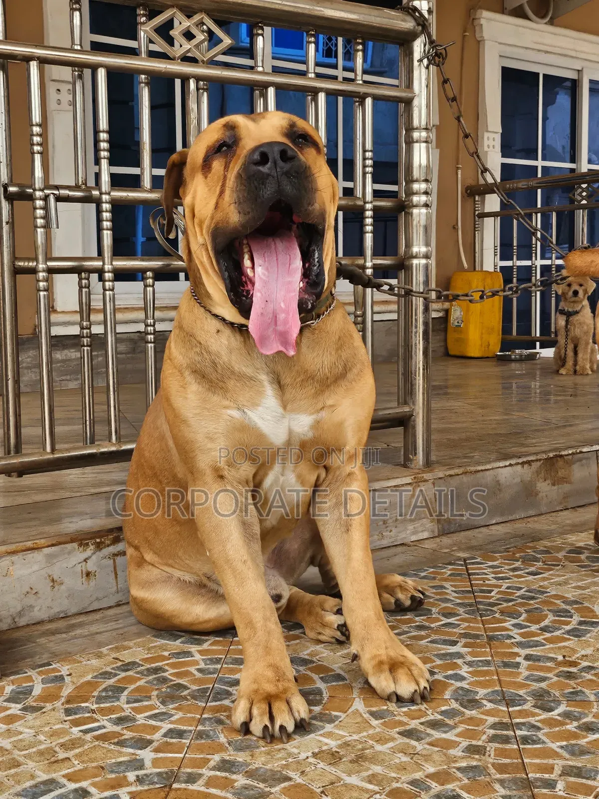1+ year Female Purebred Boerboel