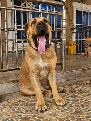 1+ year Female Purebred Boerboel
