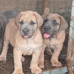 1+ year Female Purebred Boerboel