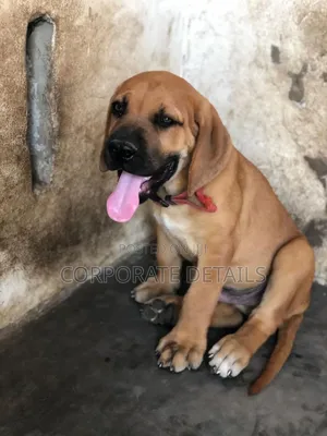 3-6 months Male Purebred Boerboel