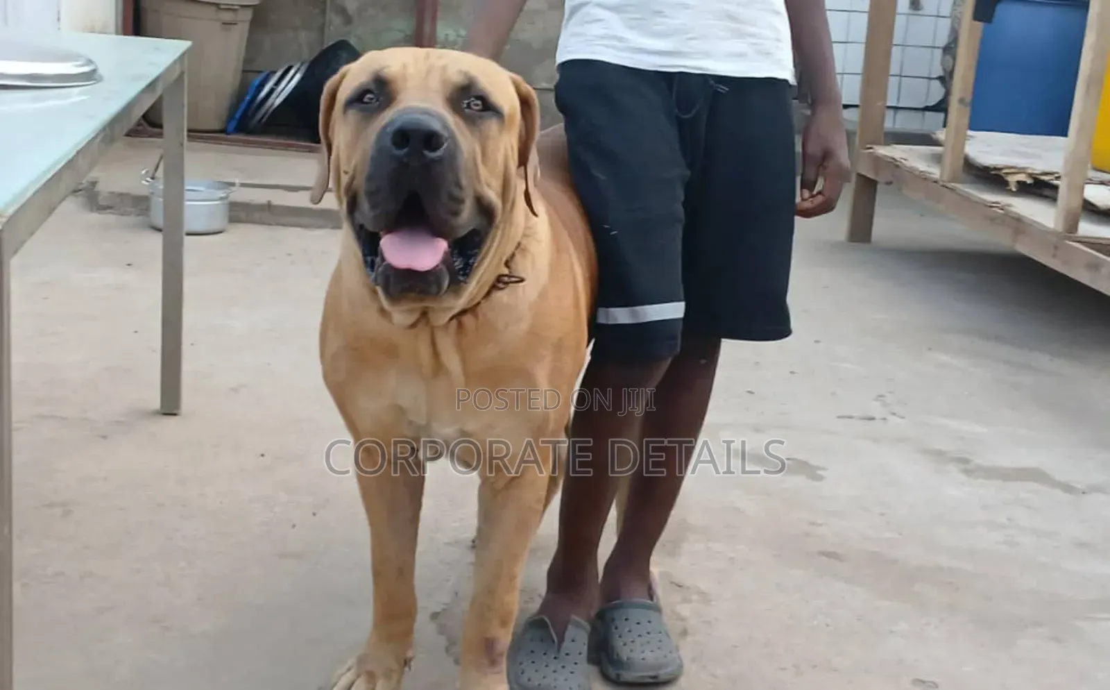 1-3 months Male Purebred Boerboel
