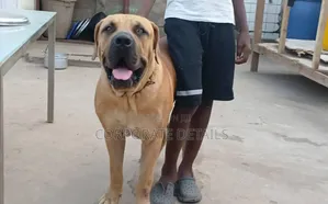 1-3 months Male Purebred Boerboel