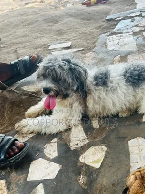 3-6 months Female Purebred Maltese