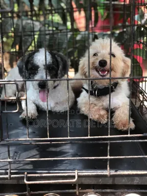 1-3 months Female Purebred Poodle