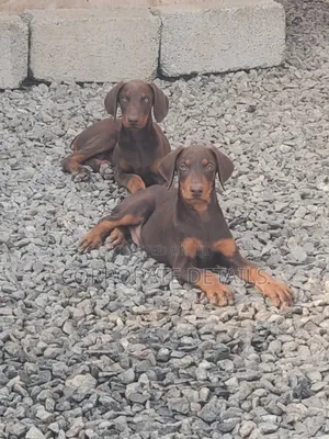 1-3 months Male Purebred Doberman Pinscher